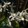 Clematis armandii, Stedsegrøn Klematis