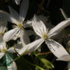 Clematis armandii, Stedsegrøn Klematis
