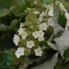 Hydrangea quercifolia ‘Ruby Slippers’, Egebladet hortensia