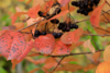 Aronia Melanocarpa, Surbær