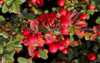 Cotoneaster dam. ’Coral Beauty’, Dværgmispel (barrods)