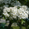 Crataegus monogyna, Engriflet hvidtjørn (barrods)