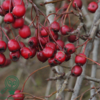 Crataegus monogyna, Engriflet hvidtjørn (barrods)