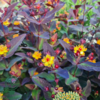 Hypericum inodorum 'Miracle Night', Perikon (barrods)