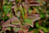 Hypericum inodorum 'Miracle Night', Perikon (barrods)