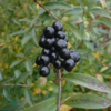 Ligustrum vulgare ‘Liga’, Alm. liguster (barrods)