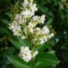 Ligustrum vulgare ‘Liga’, Alm. liguster (barrods)
