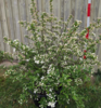 Malus sargentii, Sargentæble (barrods)