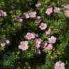 Potentilla fru. ’Lovely Pink’, Potentil