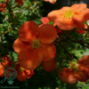 Potentilla fru. 'Red Robin', Buskpotentil (barrods)