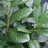 Prunus laur. 'Novita'