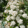Spiraea nip. ’Snowmound', Spiraea