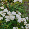Spiraea vanhouttei, Buketspiraea