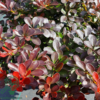 Berberis thunb. 'Atropurpurea Nana', Dværg berberis