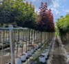 Acer platanoides 'Crimson King', Rødbladet Spidsløn