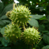 Aesculus hippocastanum, Hestekastanje