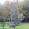 Cedrus atlantica 'Glauca', Atlasceder