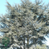 Cedrus atlantica 'Glauca', Atlasceder