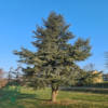 Cedrus atlantica 'Glauca', Atlasceder