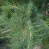 Cedrus deodare, Himalayaceder