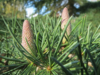 Cedrus deodare, Himalayaceder