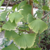 Ginkgo biloba, Tempeltræ