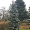 Picea pungens 'Hoopsii', Sølv-blågran