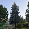 Picea pungens 'Hoopsii', Sølv-blågran