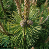 Pinus mugo var. rostrata, Fransk bjergfyr