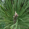 Pinus nigra, Østrisk fyr
