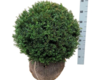 Taxus baccata, Alm. taks