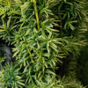 Taxus baccata 'Fastigiata Aurea', Søjletaks