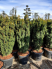 Taxus baccata 'Fastigiata Aurea', Søjletaks