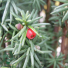 Taxus baccata 'Fastigiata Robusta', Søjletaks