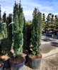 Taxus baccata 'Fastigiata Robusta', Søjletaks