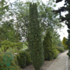 Taxus baccata 'Fastigiata Robusta', Søjletaks