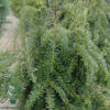 Taxus baccata 'Dovastoniana', Taks