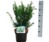 Taxus media 'Farmen'