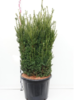 Taxus media 'Hillii'