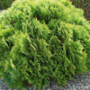 Thuja occidentalis 'Danica', Livstræ, kugle