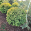 Thuja occidentalis 'Golden Globe', Livstræ, kugle
