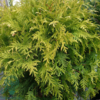 Thuja occidentalis 'Golden Globe', Livstræ, kugle