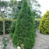 Thuja occidentalis 'Holmstrup'