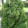 Thuja occidentalis 'Holmstrup'