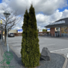 Thuja occidentalis 'Smaragd'