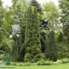 Thuja occidentalis 'Smaragd'