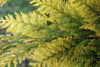 Thuja occidentalis 'Yellow Ribbon', Livstræ