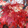 Acer fremanii 'Elegant', Ahorn