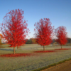 Acer fremanii 'Elegant', Ahorn