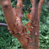 Acer griseum, Papirbarkløn